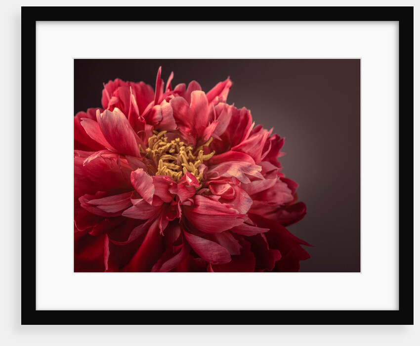 Peony flower by Assaf Frank